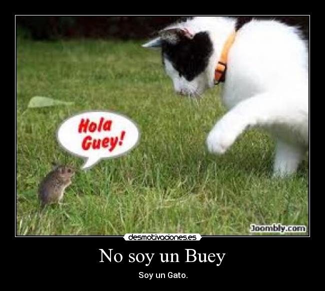 No soy un Buey - 