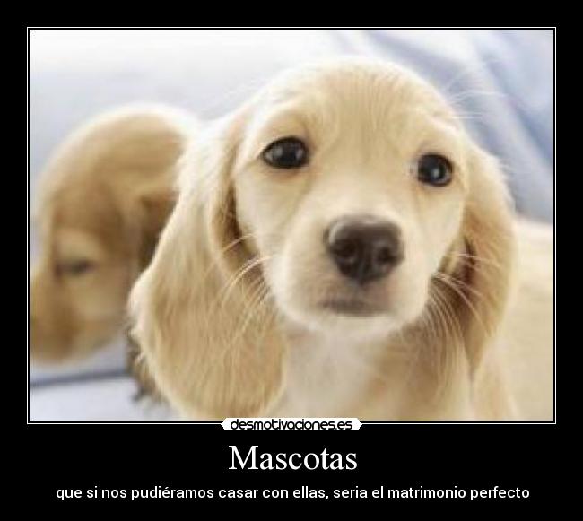 Mascotas - 