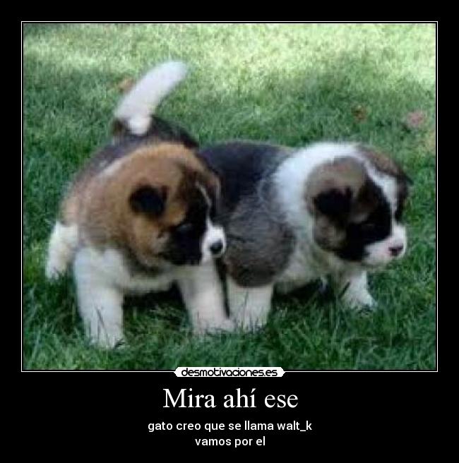 Mira ahí ese - gato creo que se llama walt_k
vamos por el