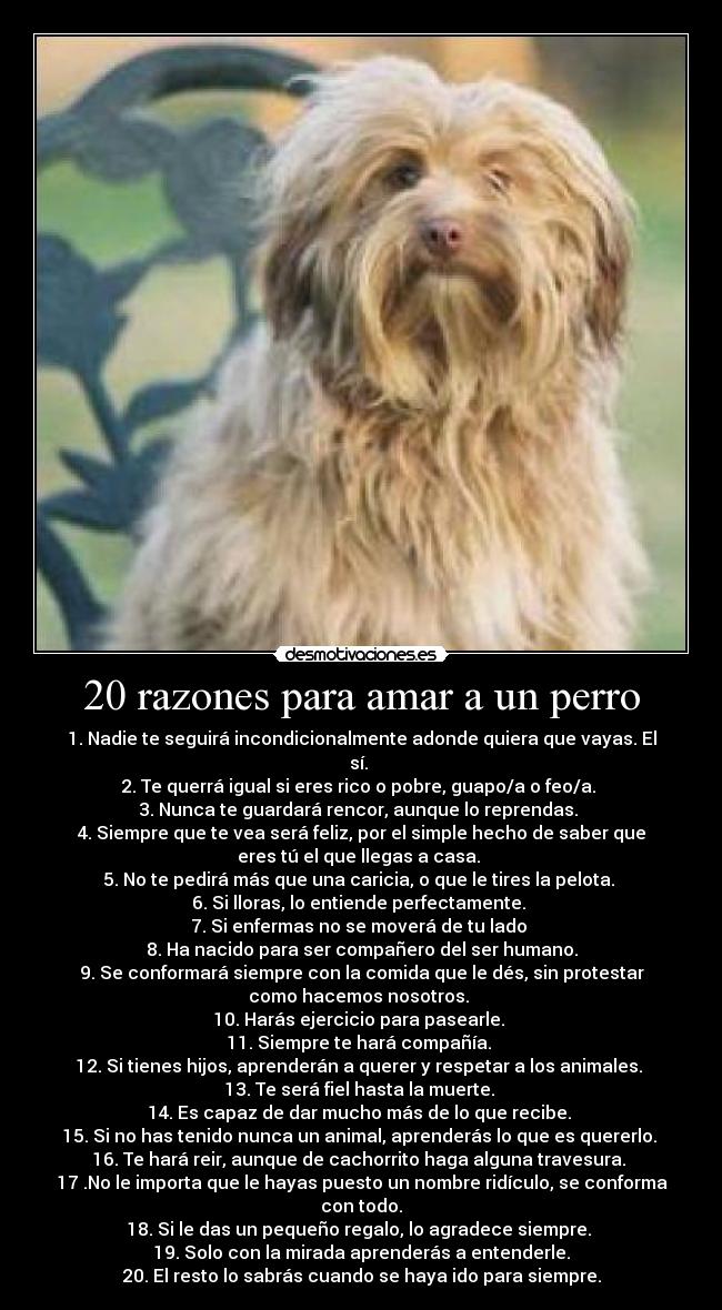 20 razones para amar a un perro -