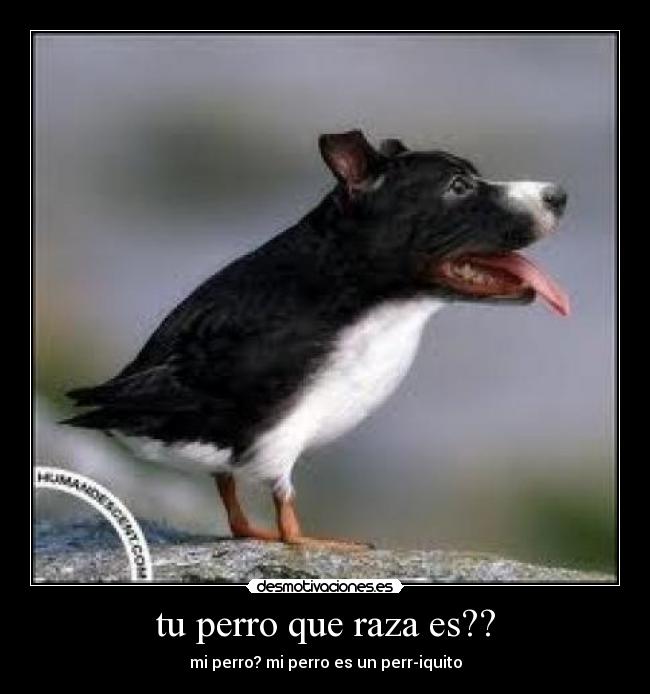 tu perro que raza es?? - 