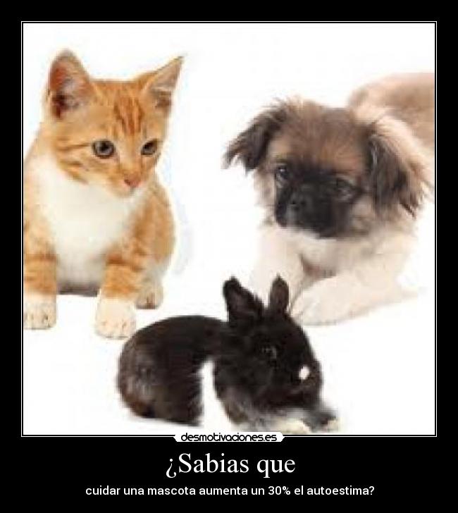 ¿Sabias que - cuidar una mascota aumenta un 30% el autoestima?