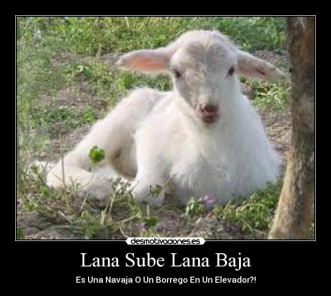 Lana Sube Lana Baja - Es Una Navaja O Un Borrego En Un Elevador?!