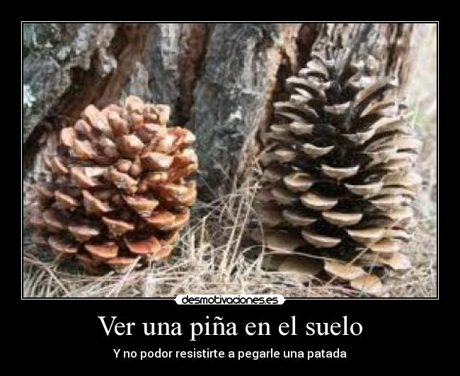 Ver una piña en el suelo -