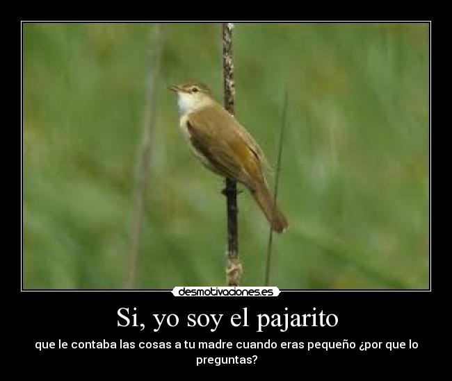 Si, yo soy el pajarito - que le contaba las cosas a tu madre cuando eras pequeño ¿por que lo preguntas?