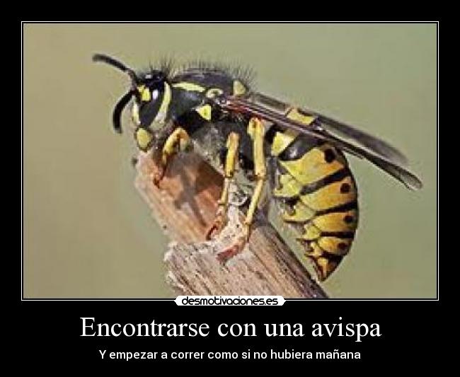 carteles avispa desmotivaciones