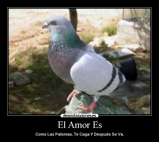 El Amor Es - Como Las Palomas, Te Caga Y Después Se Va.