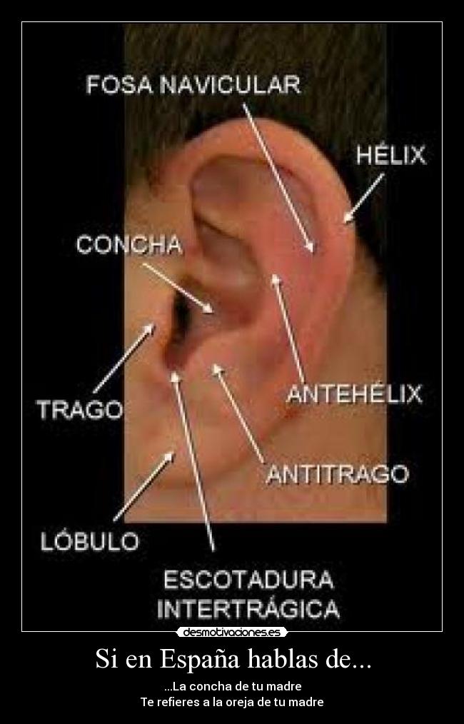 Si en España hablas de... - ...La concha de tu madre
Te refieres a la oreja de tu madre