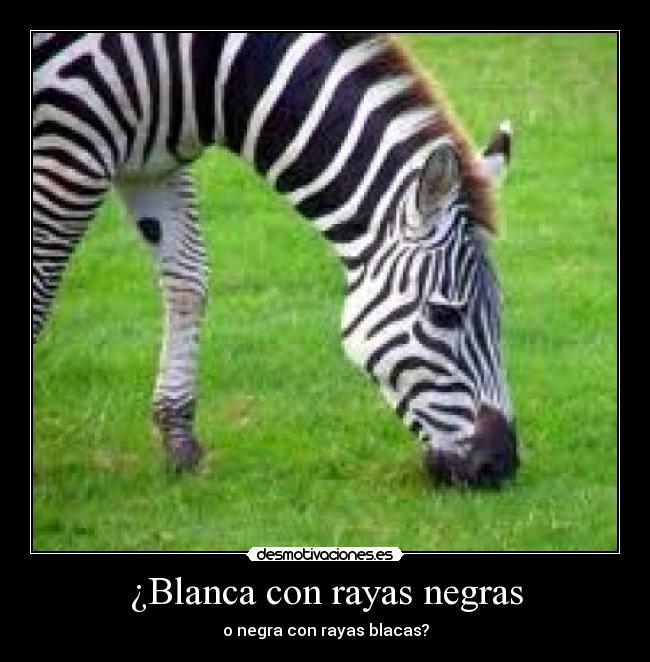 ¿Blanca con rayas negras -