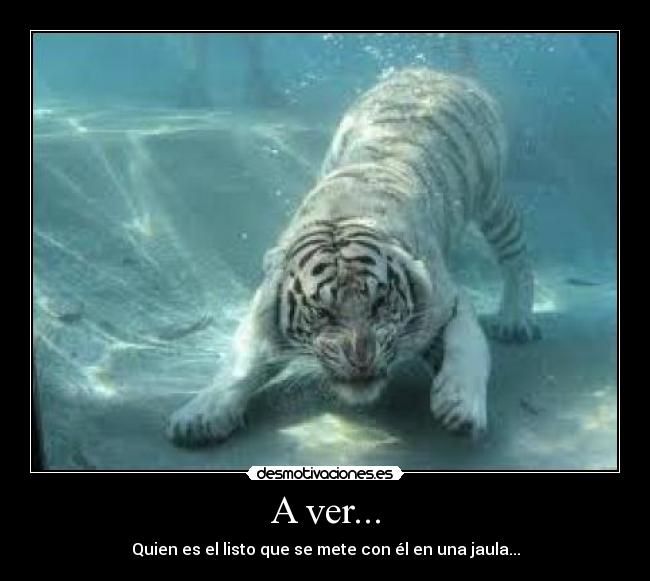 A ver... - Quien es el listo que se mete con él en una jaula...