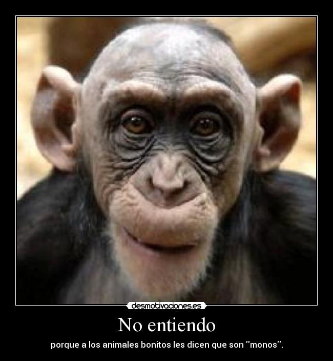 No entiendo - porque a los animales bonitos les dicen que son monos.