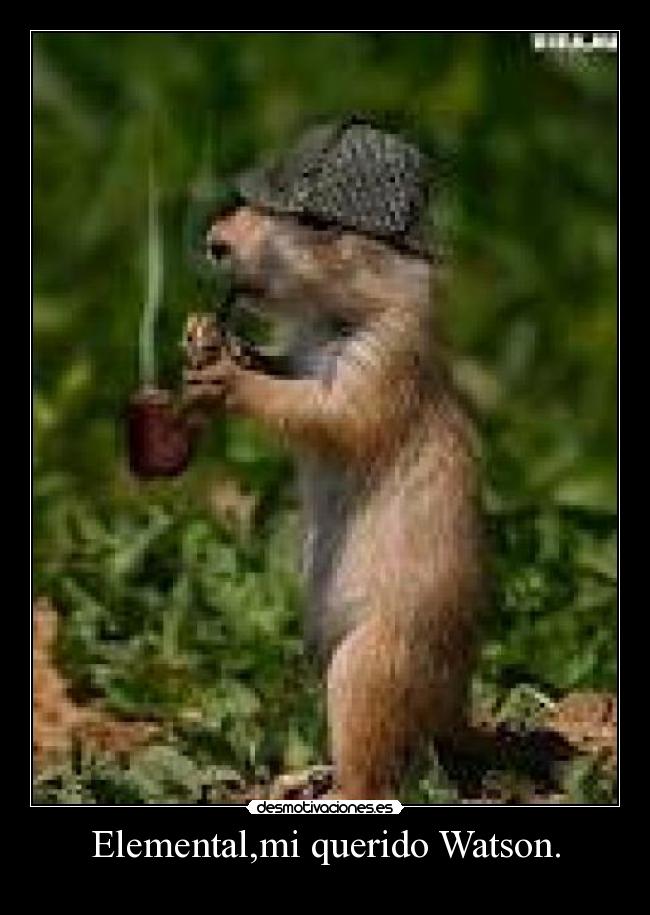 carteles ardillas desmotivaciones