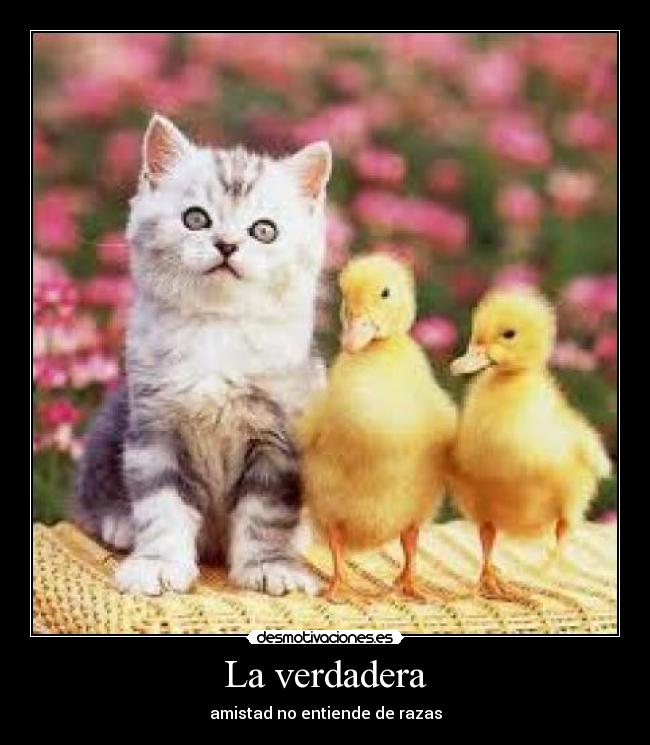 La verdadera - amistad no entiende de razas