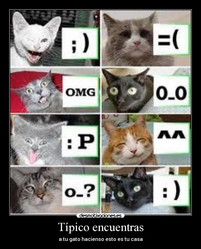 Típico encuentras - a tu gato hacienso esto es tu casa