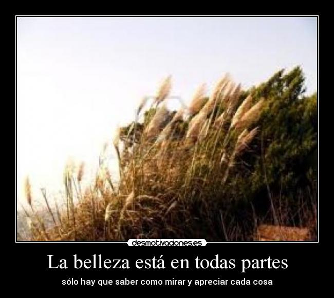 La belleza está en todas partes - 
