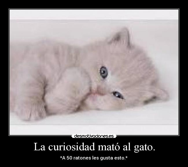 La curiosidad mató al gato. - 