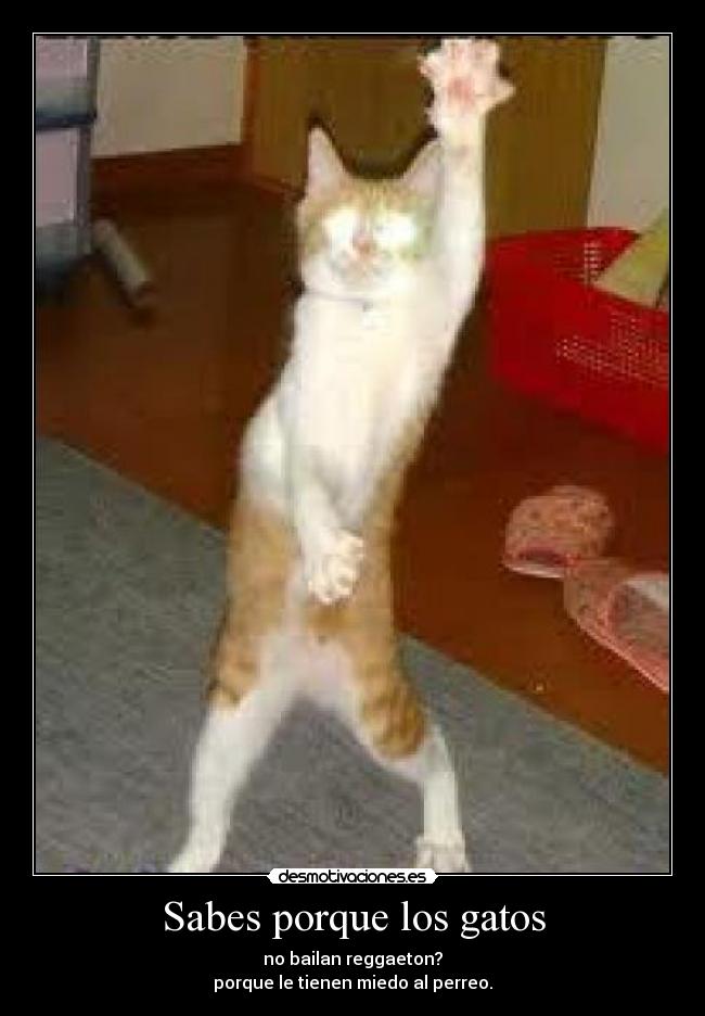 Sabes porque los gatos - no bailan reggaeton?
porque le tienen miedo al perreo.