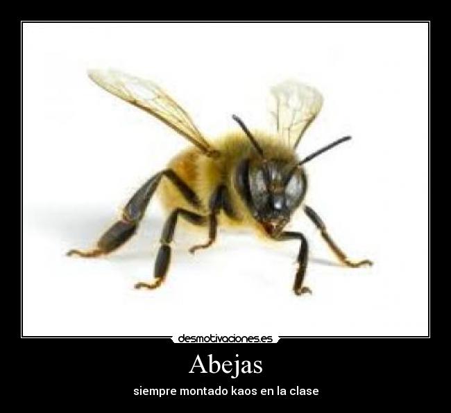 Abejas - siempre montado kaos en la clase