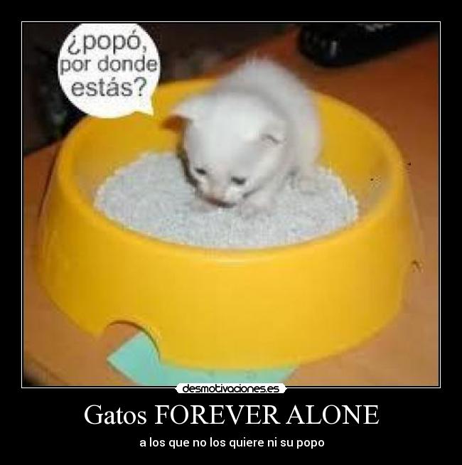 Gatos FOREVER ALONE -