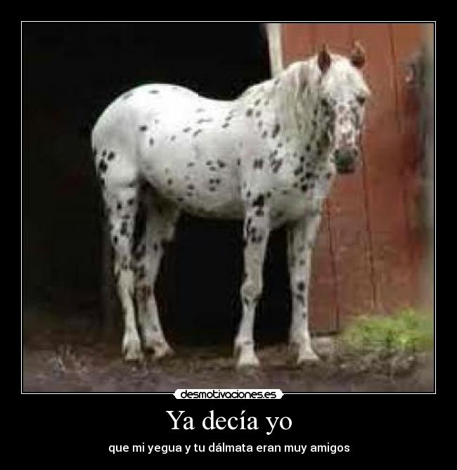 Ya decía yo - que mi yegua y tu dálmata eran muy amigos