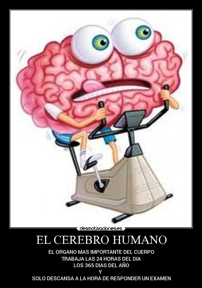 EL CEREBRO HUMANO - 