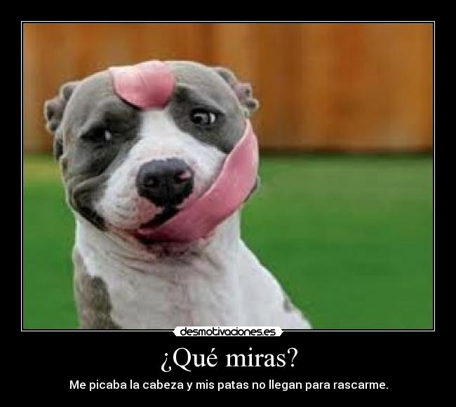 ¿Qué miras? - Me picaba la cabeza y mis patas no llegan para rascarme.