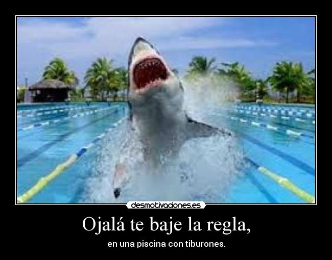 Ojalá te baje la regla, - en una piscina con tiburones.