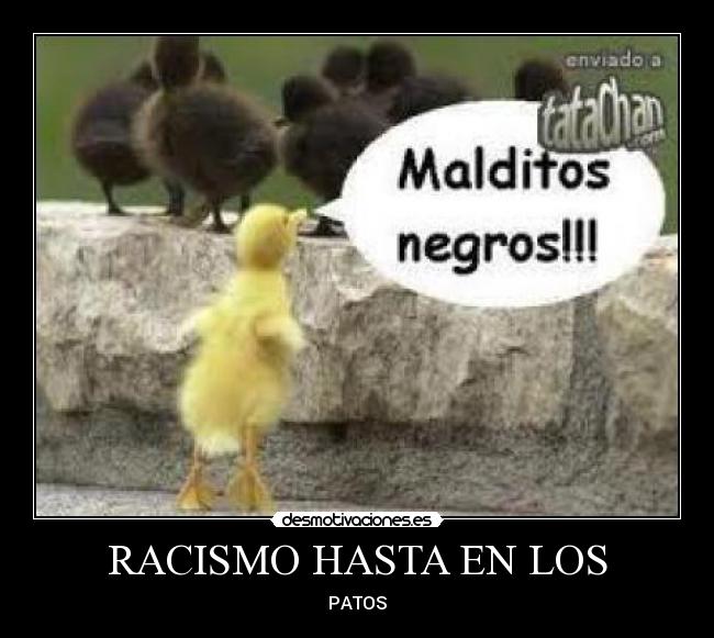 carteles patos desmotivaciones