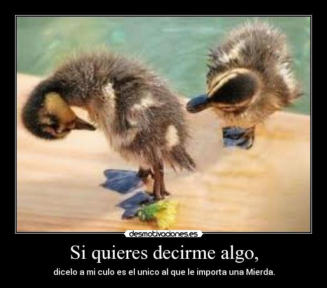 Si quieres decirme algo, - dicelo a mi culo es el unico al que le importa una Mierda.