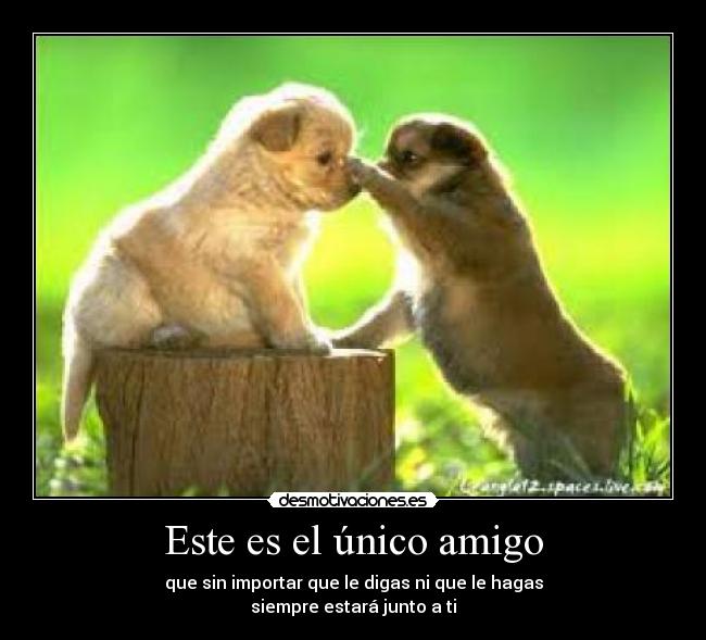 Este es el único amigo - 
