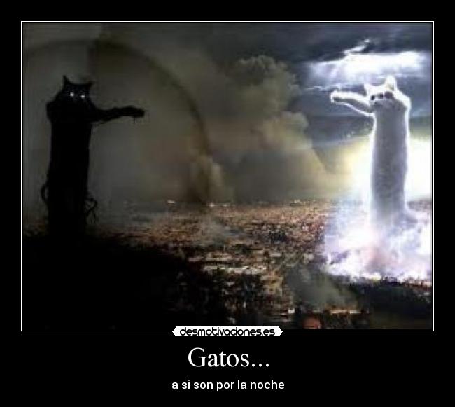 Gatos... - 