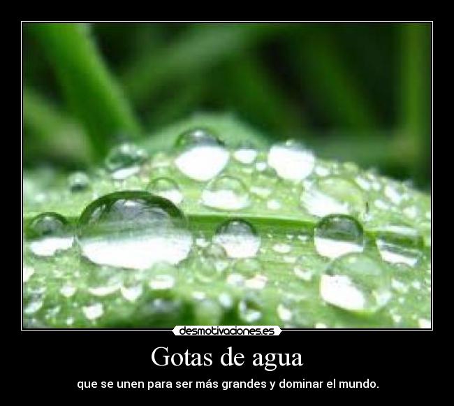 Gotas de agua - que se unen para ser más grandes y dominar el mundo.
