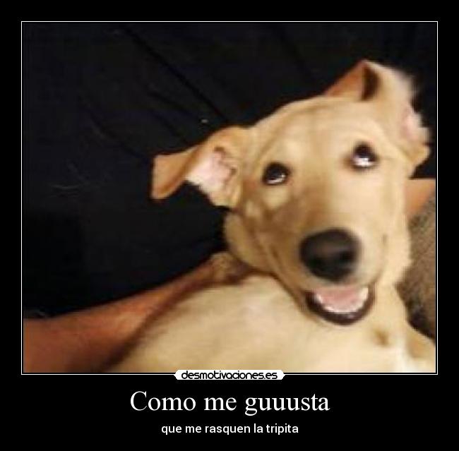 carteles miiiau desmotivaciones