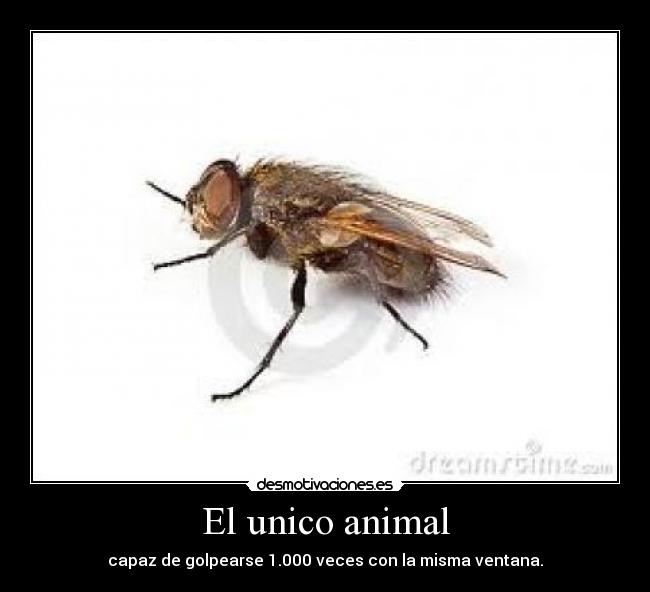 El unico animal - capaz de golpearse 1.000 veces con la misma ventana.