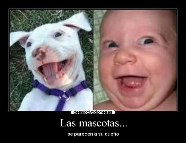 Las mascotas... -