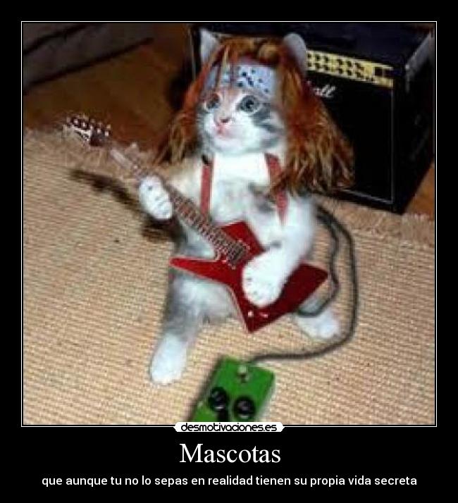 Mascotas - 
