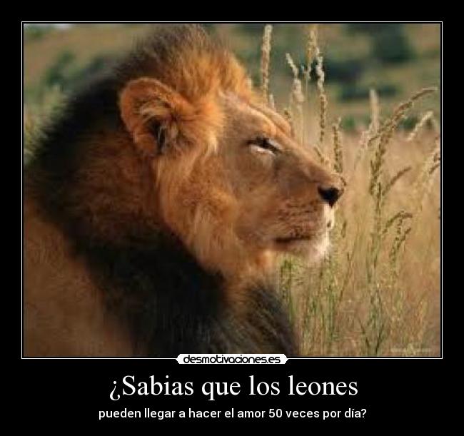 ¿Sabias que los leones -