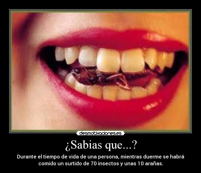 ¿Sabias que...? - Durante el tiempo de vida de una persona, mientras duerme se habrá
comido un surtido de 70 insectos y unas 10 arañas.
