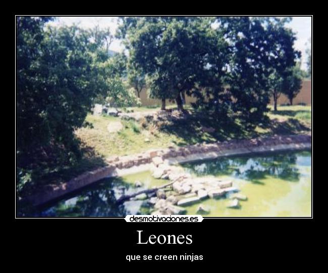 Leones - que se creen ninjas