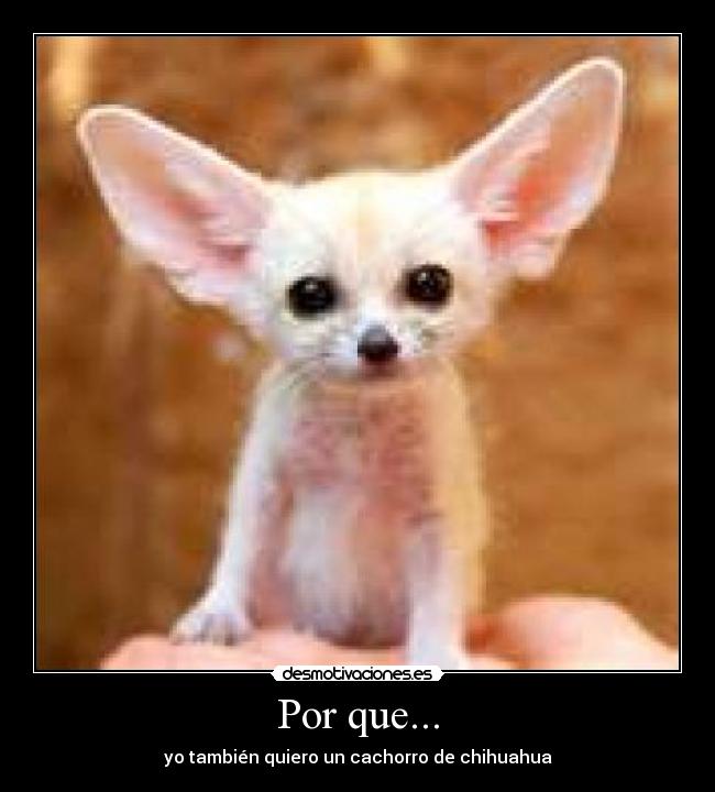 Por que... - yo también quiero un cachorro de chihuahua