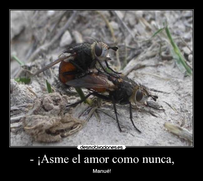 - ¡Asme el amor como nunca, - Manué!