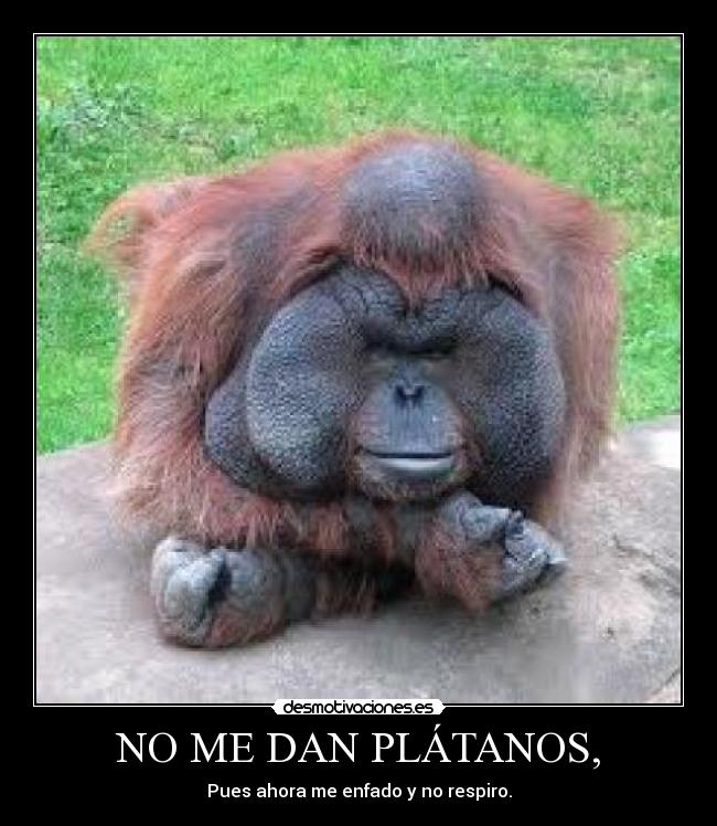 NO ME DAN PLÁTANOS, - Pues ahora me enfado y no respiro.