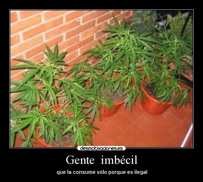 Gente imbécil - que la consume sólo porque es ilegal