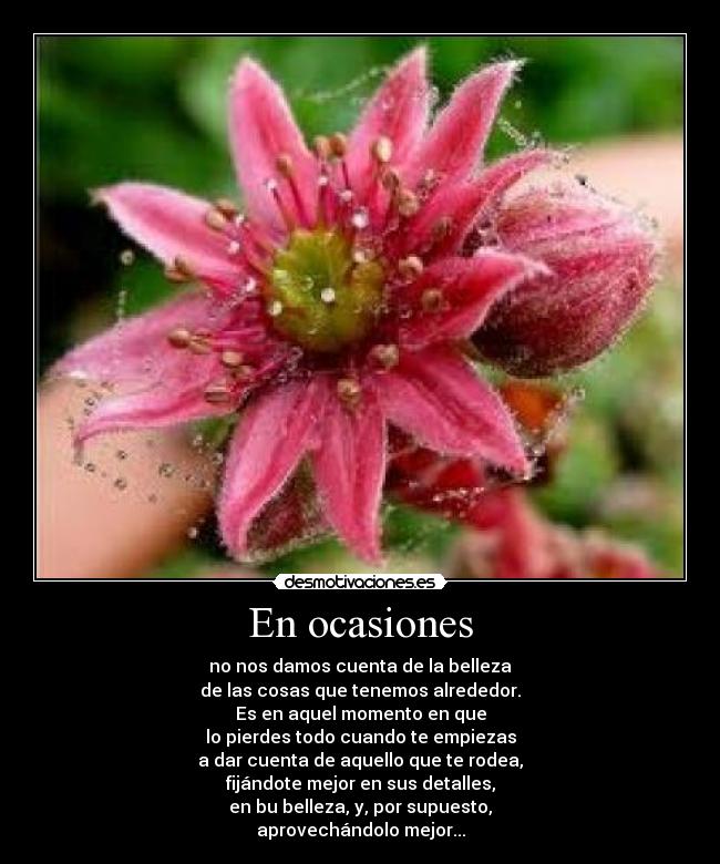 En ocasiones - no nos damos cuenta de la belleza
de las cosas que tenemos alrededor.
Es en aquel momento en que
lo pierdes todo cuando te empiezas
a dar cuenta de aquello que te rodea,
fijándote mejor en sus detalles,
en bu belleza, y, por supuesto,
aprovechándolo mejor...