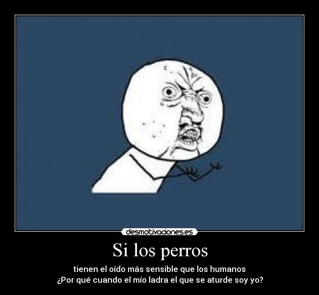 Si los perros - tienen el oído más sensible que los humanos
¿Por qué cuando el mío ladra el que se aturde soy yo?