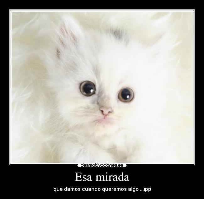 Esa mirada - que damos cuando queremos algo ...ipp