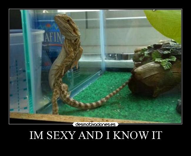IM SEXY AND I KNOW IT -