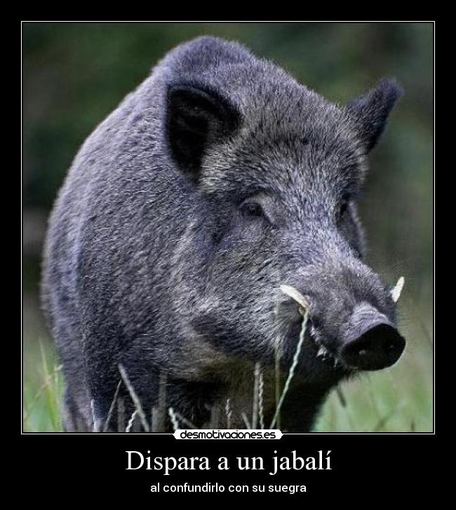 Dispara a un jabalí - al confundirlo con su suegra