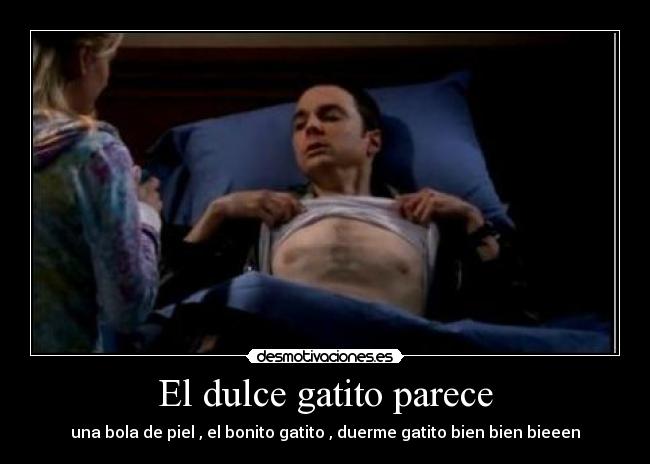 El dulce gatito parece -