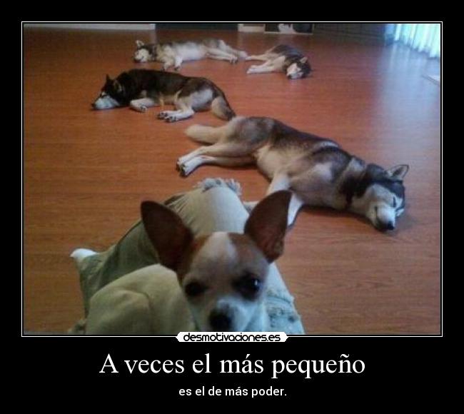 carteles puto perro que cargao tos desmotivaciones